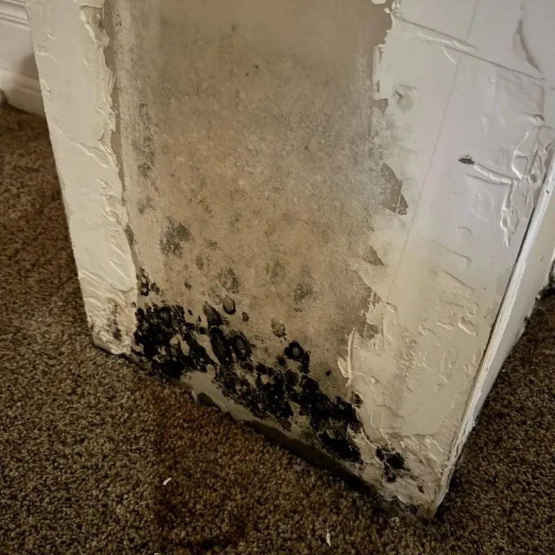 Professional Mold Removal in Clarksburg, MD